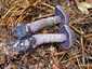 Sötétlila pókhálósgomba (Cortinarius violaceus), Őrség